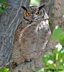 Bubo virginianus magellanicus