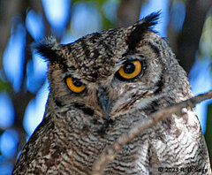 Bubo virginianus magellanicus