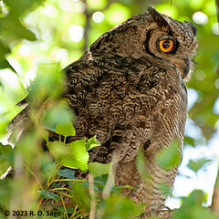 Bubo virginianus magellanicus
