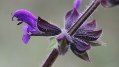 Salvia pratensis haematodes