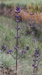 Salvia pratensis haematodes