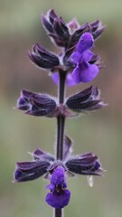 Salvia pratensis haematodes