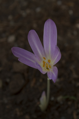 Colchicum turcicum