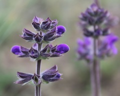 Salvia pratensis haematodes