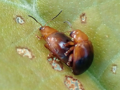 Nisotra