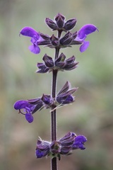 Salvia pratensis haematodes