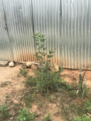 Citrus deliciosa
