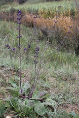 Salvia pratensis haematodes
