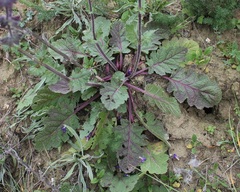 Salvia pratensis haematodes