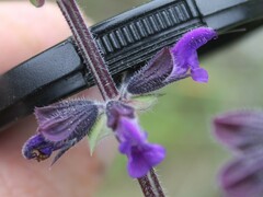 Salvia pratensis haematodes