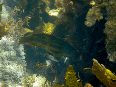 Heteroscarus acroptilus