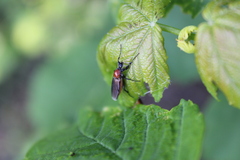 Bibio hortulanus