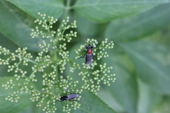 Bibio hortulanus