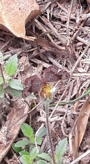 Calephelis aymaran