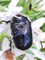 Tropinota squalida canariensis