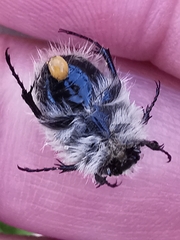 Tropinota squalida canariensis