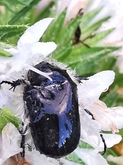 Tropinota squalida canariensis