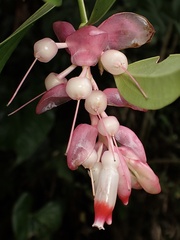 Cavendishia tarapotana