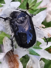 Tropinota squalida canariensis