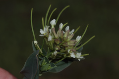 Conringia orientalis