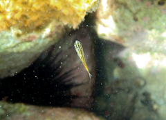 Atypichthys strigatus