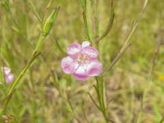 Agalinis communis