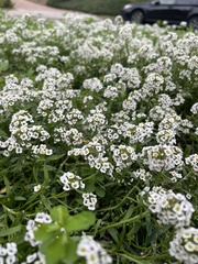Lobularia