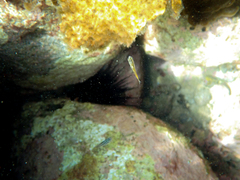 Atypichthys strigatus