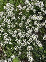 Lobularia