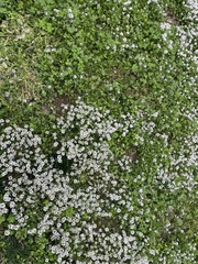 Lobularia