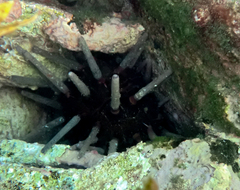 Phyllacanthus parvispinus