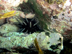 Phyllacanthus parvispinus