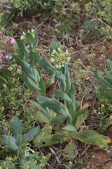 Conringia orientalis