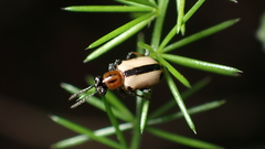 Crioceris paracenthesis