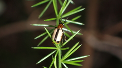 Crioceris paracenthesis