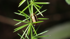 Crioceris paracenthesis