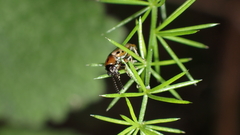 Crioceris paracenthesis