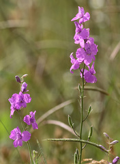 Consolida orientalis