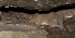 Antechinus stuartii