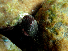 Lunella torquata