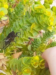 Gelidea torrida