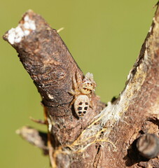 Opisthoncus sexmaculatus