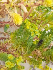 Gelidea torrida