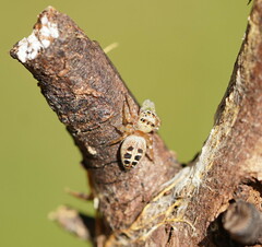 Opisthoncus sexmaculatus