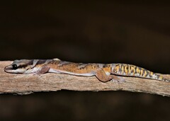 Oedura castelnaui