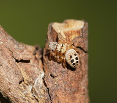 Opisthoncus sexmaculatus