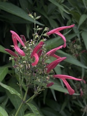 Dianthera secunda