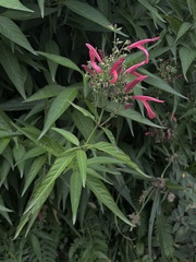 Dianthera secunda