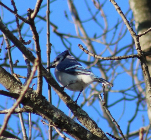 Blue Jay photographed in Rhode Island