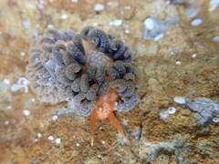 Spurilla braziliana